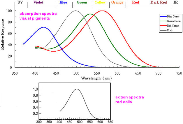 Absorption Spectra