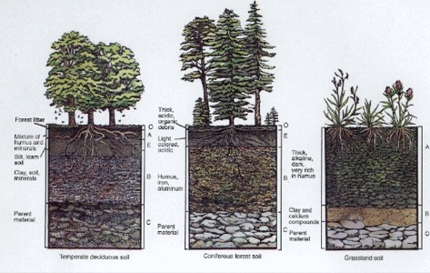 soil vegetationA