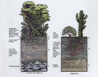 soil vegetaionB