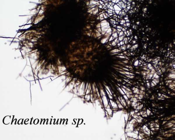 fungusChaetomium