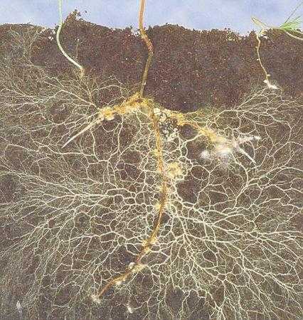 mycorrhiza