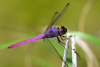 http://www.sas.upenn.edu/~tait/dragonflies_slide1.jpg
