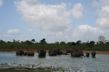 Elephants bathing.