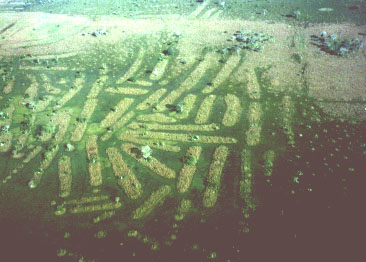 Prehispanic Raised Fields