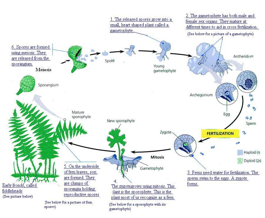 Life Cycle Of An Organism Chart