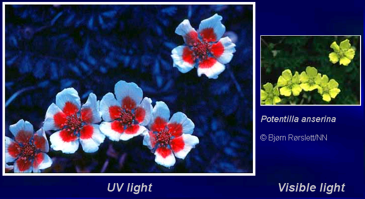 UV flower
