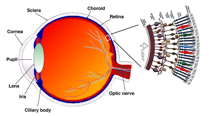 human eye structure