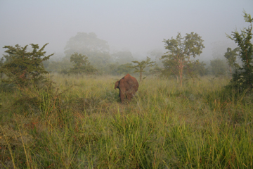 Elephant-in-the-mist