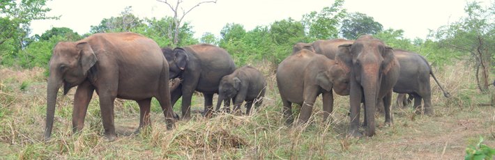 Elephant group