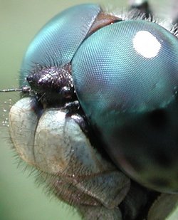dragonfly eye