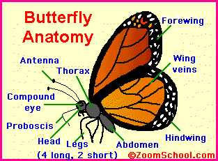 The image “http://www.tooter4kids.com/LifeCycle/Bflyanatomy.GIF” cannot be displayed, because it contains errors.